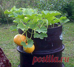 ВЫРАЩИВАНИЕ ТЫКВЫ В БОЧКЕ