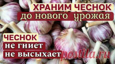 Так ЧЕСНОК хранится ДО НОВОГО УРОЖАЯ! НЕ сгниет и НЕ засохнет! 100% ПРОВЕРЕННЫЙ способ. | А у нас в огороде... | Дзен