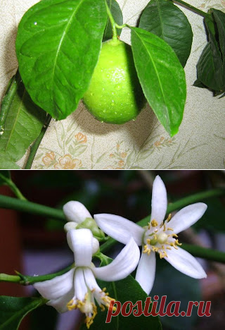 Вкусный Огород: Выращивание лимона в квартире
