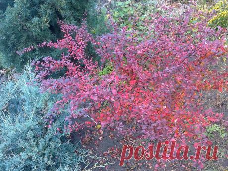 Барбарис Тунберга "Арлекин" (Berberis thunbergii "Harlequin") осенью
