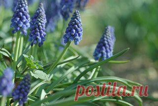 muscari -первоцветы