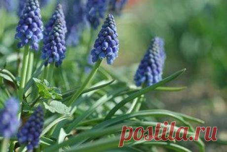 muscari -первоцветы