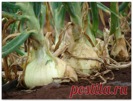 Выращиваем лук по-новому 

Сажать лук лучше на открытом, продуваемом всеми ветрами месте. У нас на втором участке именно такое место. Бывшее болото, где нет деревьев, мало кустов. Там у нас сделаны узкие гряды (50 см), огороженные горбылем. Лук обычно размещаю или после картофеля или после клубники.
Показать полностью…