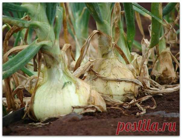 Выращиваем лук по-новому 

Сажать лук лучше на открытом, продуваемом всеми ветрами месте. У нас на втором участке именно такое место. Бывшее болото, где нет деревьев, мало кустов. Там у нас сделаны узкие гряды (50 см), огороженные горбылем. Лук обычно размещаю или после картофеля или после клубники.
Показать полностью…