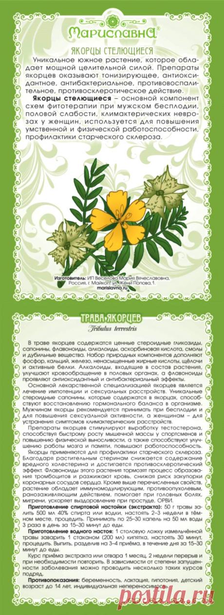 Якорцы стелющиеся