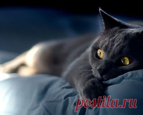 В настоящее время в мире насчитывается около 600 млн домашних кошек, выведено около 256 пород, от длинношёрстных (персидская кошка) до лишённых шерсти (сфинксы), признанных и зарегистрированных различными фелинологическими организациями.