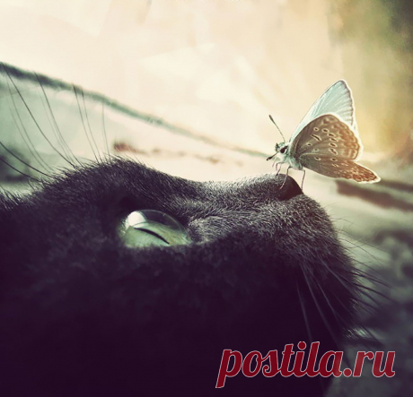 Сказочные фотографии животных с бабочками  Бабочка - символическое насекомое во многих культурах, олицетворяющее душу и жизнь. В Японии бабочка сулит встречу с любимым человеком, а появление этих насекомых в больших количествах является дурным предзнаменование...