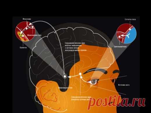 ГОРМОН, КОТОРЫЙ СОХРАНЯЕТ МОЛОДОСТЬ И КРАСОТУ • Сияние Жизни