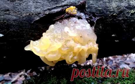 Дрожалка оранжевая – ведьмино масло. Лечит рак, поднимает иммунитет.