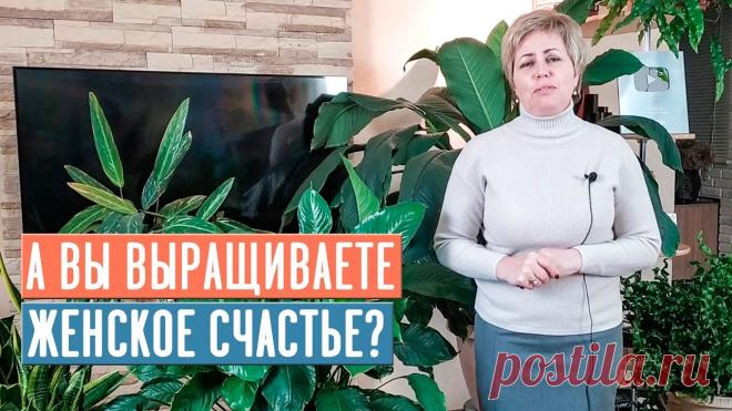 СПАТИФИЛЛУМ - ЖЕНСКОЕ СЧАСТЬЕ 🌟 Особенности выращивания / Садовый гид Друзья, здравствуйте! С вами Лариса Зарубина и канал САДОВЫЙ ГИД! Сегодня снова поговорим о спатифиллуме!Дачный сезон мы с успехом закончили, теперь пришло в...