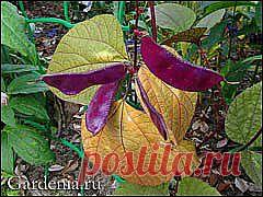 Долихос, гиацинтовые бобы, вьющаяся сирень | Самоцветик