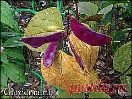 Долихос, гиацинтовые бобы, вьющаяся сирень | Самоцветик