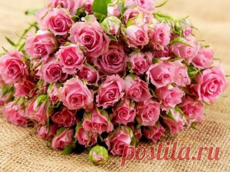 Буррито – простой и эффективный метод размножения роз. Пошаговое руководство. Фото - Ботаничка.ru