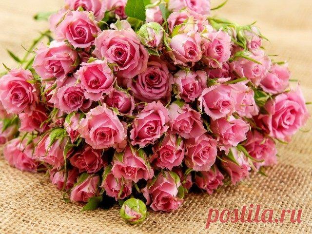 Буррито – простой и эффективный метод размножения роз. Пошаговое руководство. Фото - Ботаничка.ru