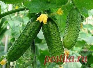 Эффективный способ выращивания раннего урожая огурцов — 6 соток