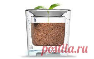 Спасти цветок от засухи