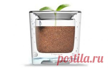 Спасти цветок от засухи