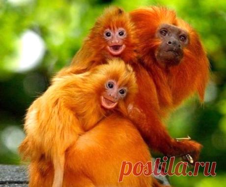 Chinese New Year has come! Horoscope for all. " Women's World