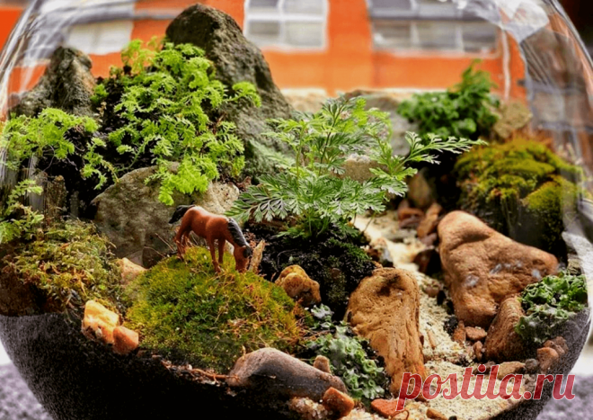 Флорариумы: виды, описание, идеи оформления ~ Planetalsad