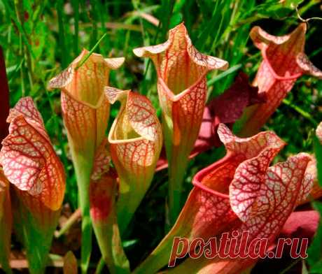 Комнатное растение Саррацения (Sarracenia). Саррацении - наиболее распространенные культивируемые насекомоядные растения Нового Света. Их оригинальные листья-ловушки привлекают насекомых цветом и запахом. Внутри эти вытянутые кувшинчики частично заполнены жидкостью, в которой тонут оказавшиеся внутри жертвы, которые и перевариваются выделяемыми пищеварительными ферментами. Не менее колоритно выглядят и оригинальные цветки саррацений.