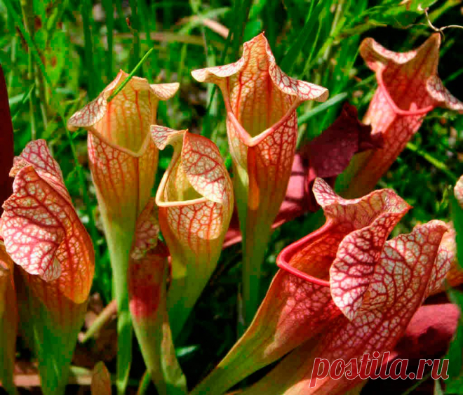 Комнатное растение Саррацения (Sarracenia). Саррацении - наиболее распространенные культивируемые насекомоядные растения Нового Света. Их оригинальные листья-ловушки привлекают насекомых цветом и запахом. Внутри эти вытянутые кувшинчики частично заполнены жидкостью, в которой тонут оказавшиеся внутри жертвы, которые и перевариваются выделяемыми пищеварительными ферментами. Не менее колоритно выглядят и оригинальные цветки саррацений.