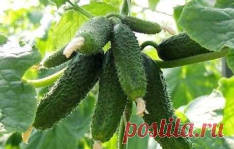 КАК ПОЛУЧАТЬ 20-25 РАННИХ ОГУРЦОВ С КУСТА