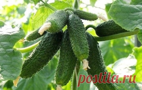 КАК ПОЛУЧАТЬ 20-25 РАННИХ ОГУРЦОВ С КУСТА