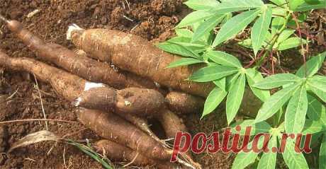 Маниок (кассава, юка), тропическая пищевая культура; опасные и полезные свойства; особенности выращивания