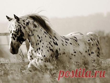 Красавчик...