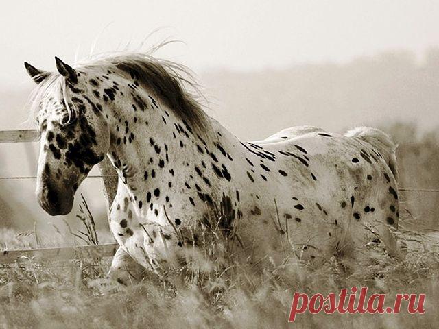 Красавчик...