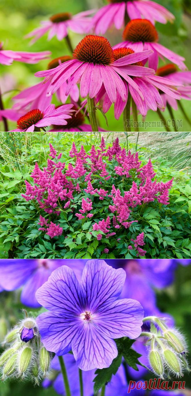 15 красивых и неприхотливых многолетников для сада