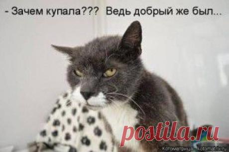 Лучшие котоматрицы недели