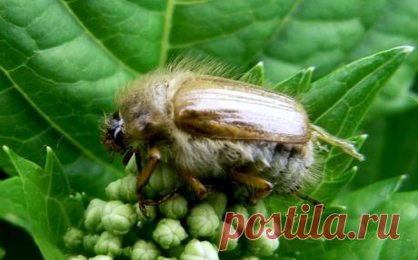 Борьба с майским жуком и его личинками В детстве майский жук ассоциировался с окончательным приходом теплых дней, приближением летних каникул и радостью от «прослушивания радио» в спичечной коробке. Но мы подросли, и теперь майский жук асс...