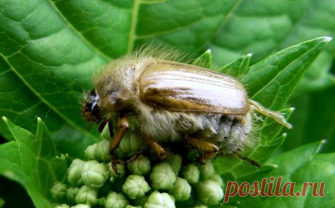 Борьба с майским жуком и его личинками В детстве майский жук ассоциировался с окончательным приходом теплых дней, приближением летних каникул и радостью от «прослушивания радио» в спичечной коробке. Но мы подросли, и теперь майский жук асс...