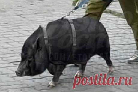 В Ростове-на-Дону гуляющий на поводке кабан попал на видео. Ростовчанка, которая выгуливала на шлейке и поводке кабана по кличке Геннадий, попала на видео. Местный житель заснял женщину вместе с экзотическим домашним животным на Комсомольской площади. На размещенных кадрах видно, что кабан прогуливается по городу, не обращая внимания на других прохожих.