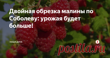 Двойная обрезка малины по Соболеву: урожая будет больше! Многие из нас слышали о методе Соболева, который позволяет повысить урожайность куста в разы. Он основан на том, что обычная малина (не ремонтантная!) дает плоды только с двухлетних побегов – правильная и своевременная их обрезка стимулирует на образование новых завязей.