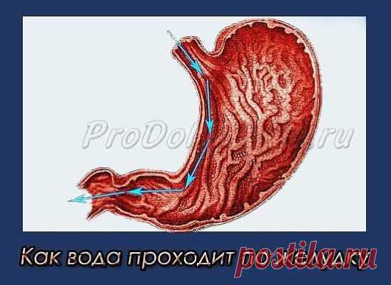 Водичка для желудка.