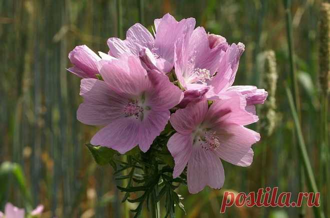 Просвирник - настоящая мальва | Сады и цветы | Яндекс Дзен