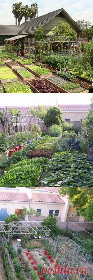 Как земельный участок в 4 сотки может прокормить полгорода?