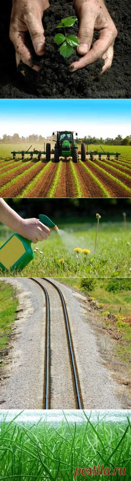 Гербициды от сорняков: особенности использования