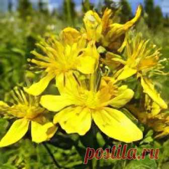 >> Мокрица – описание и полезные свойства. Применение мокрицы