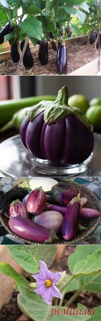 Баклажаны в теплице и открытом грунте | 6 соток