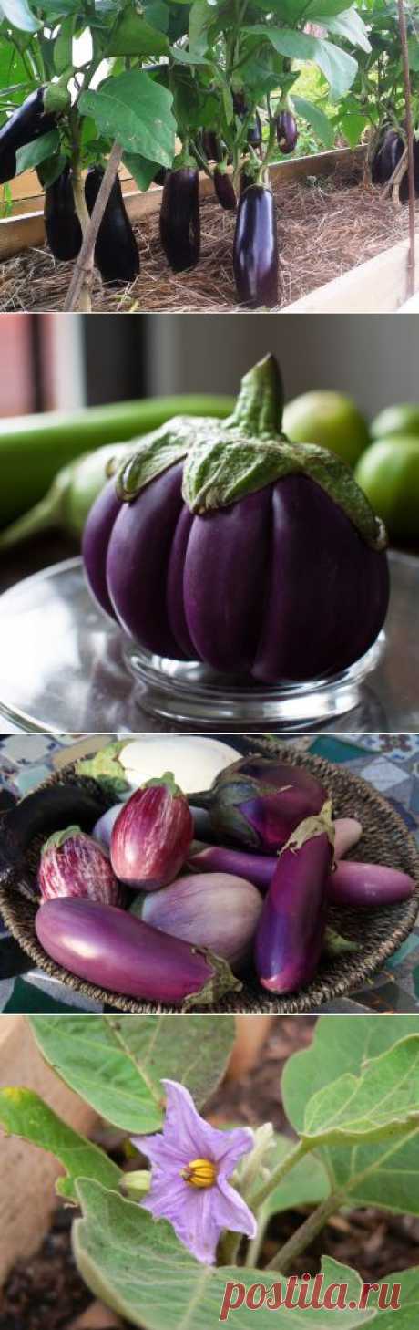 Баклажаны в теплице и открытом грунте | 6 соток