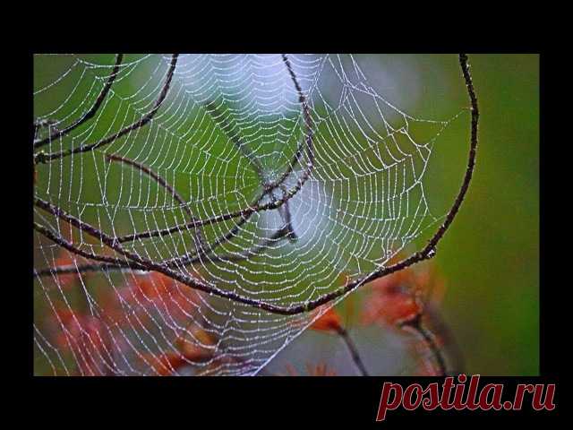 Юрий Пахомов