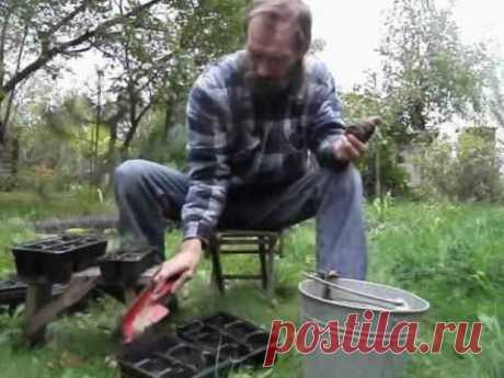 ПОСАДИТЕ КЕДР