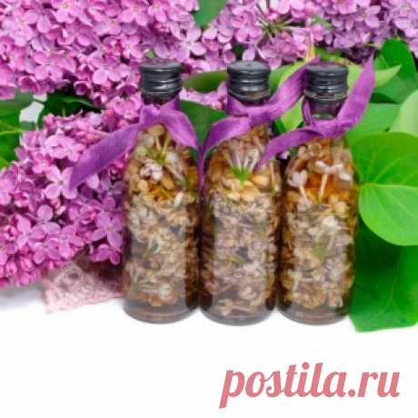 Сирень – красота и лекарство