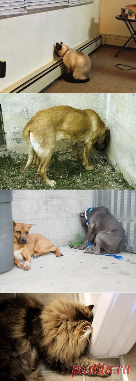 Если вы обнаружите, что ваш домашний любимец делает ЭТО — срочно несите его в ветклинику!