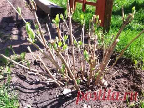 Садовые гортензии: выращивание, требования, обрезка | Садовник и Огородник Садовые гортензии цветут исключительно красиво и долго. Но они также и требовательны. Лето, это время гортензий, которые управляют садами с июля. Их красивые, большие соцветия являются украшением каждой клумбы, поэтому их так охотно выращивают.