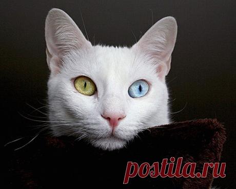 Самые удивительные породы кошек.
