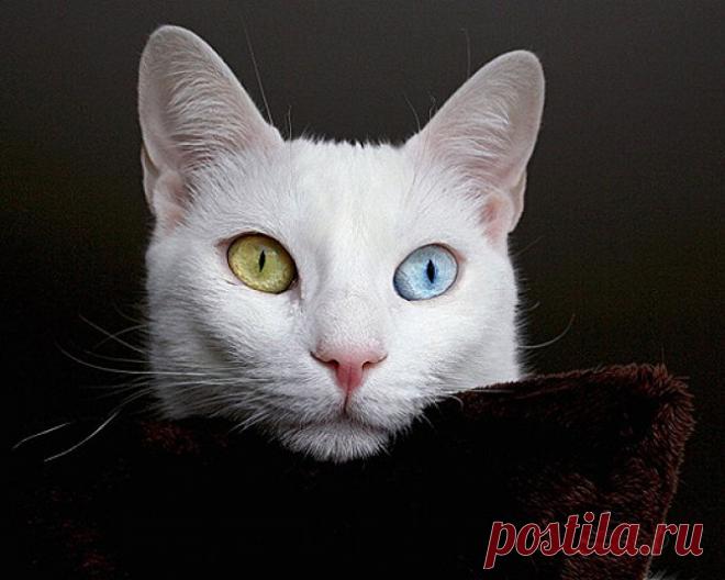 Самые удивительные породы кошек.